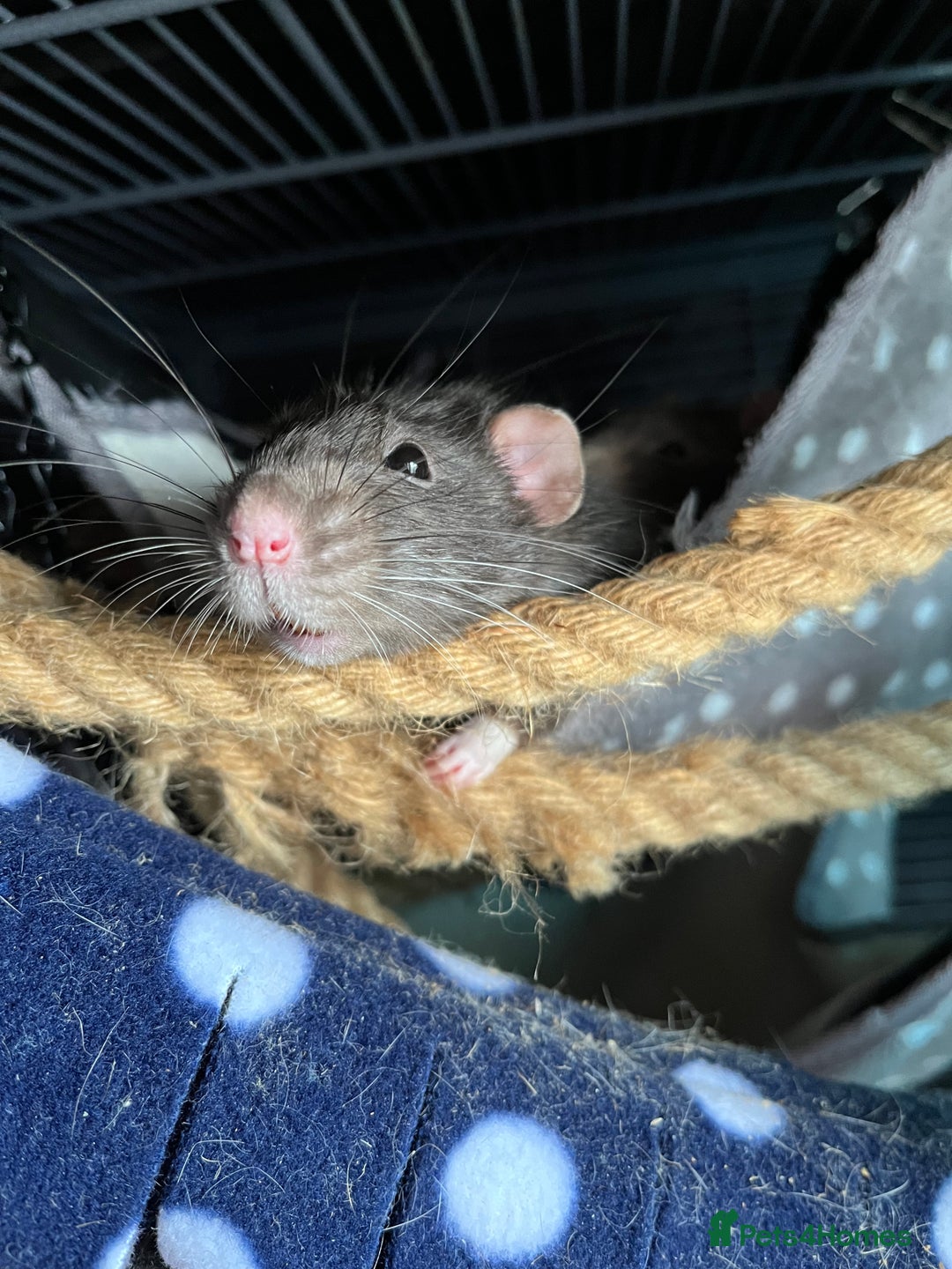 Rat rodents for sale: Four lovely Brothers for Rehoming - Image 8