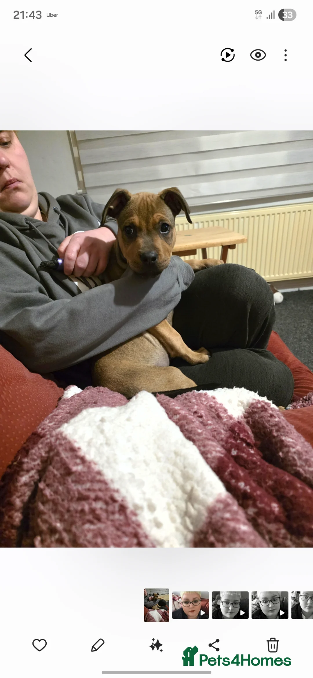 Presa Canario dogs for sale: presa canario pup gurl in Coventry - Advert 1