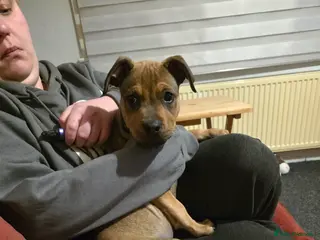 Presa Canario dogs presa canario pup gurl - Advert 7