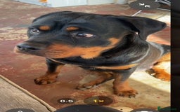 Rottweiler dogs for sale:  Rottweiler Puppies - READY NOW! 2 LEFT!  - Image 14