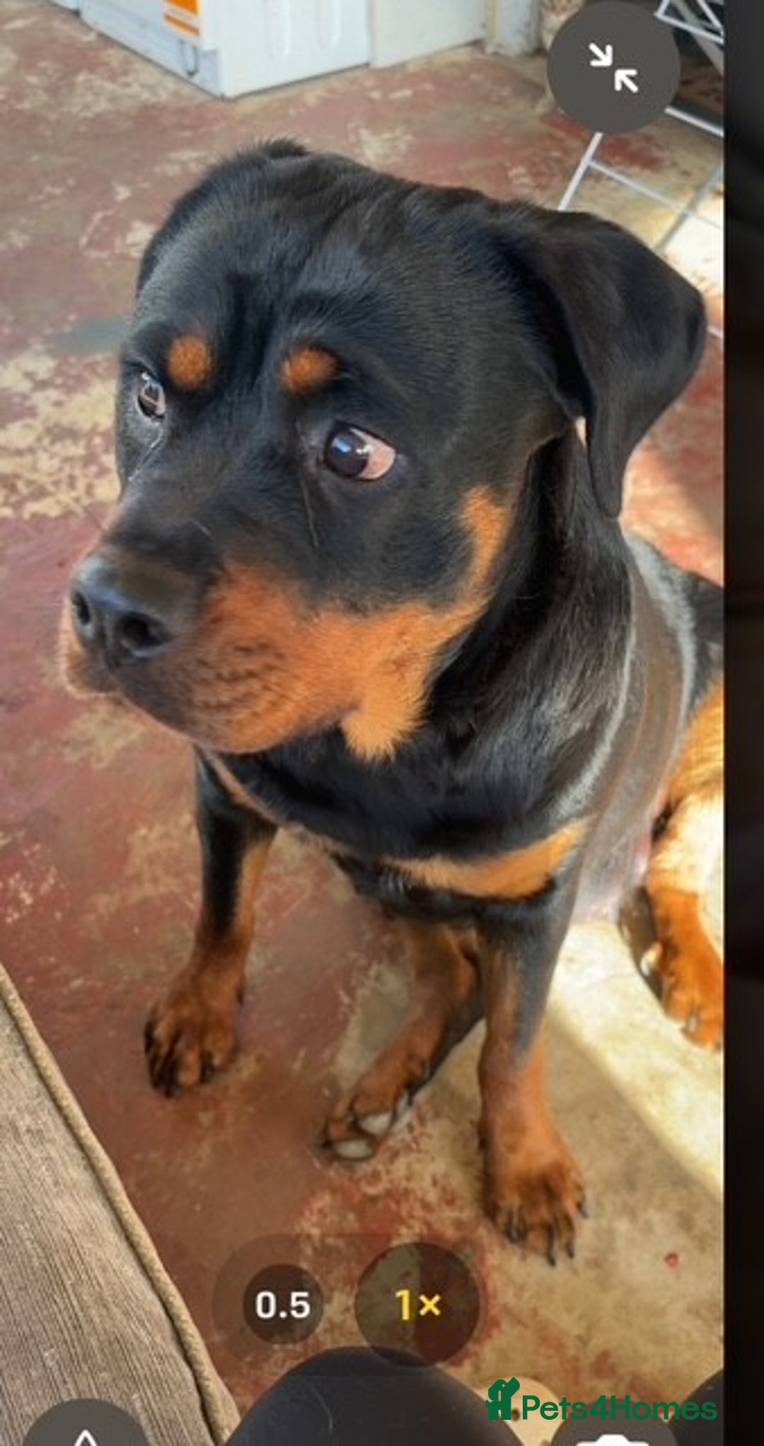 Rottweiler dogs for sale:  Rottweiler Puppies - READY NOW! 2 LEFT!  - Image 14