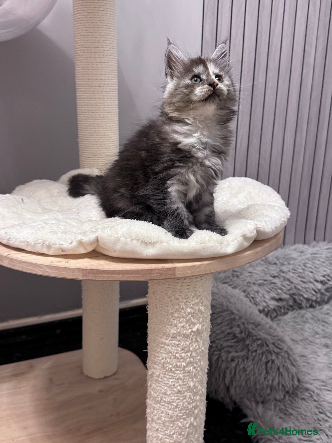 Maine Coon cats for sale: 🌟🌟Beautiful  Maine Coon kittens 🌟🌟🌟 - Advert 25