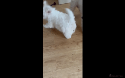 Poochon dogs for sale: Poochon Rehoming - Image 8