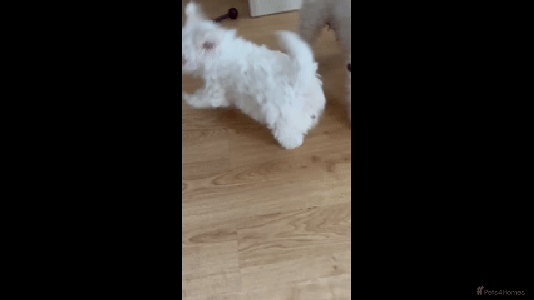Poochon dogs for sale: Poochon Rehoming - Image 8