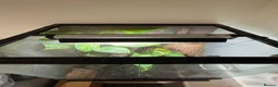 Gecko reptiles for sale: Male gargoyle gecko and exo terra set up  - Advert 3