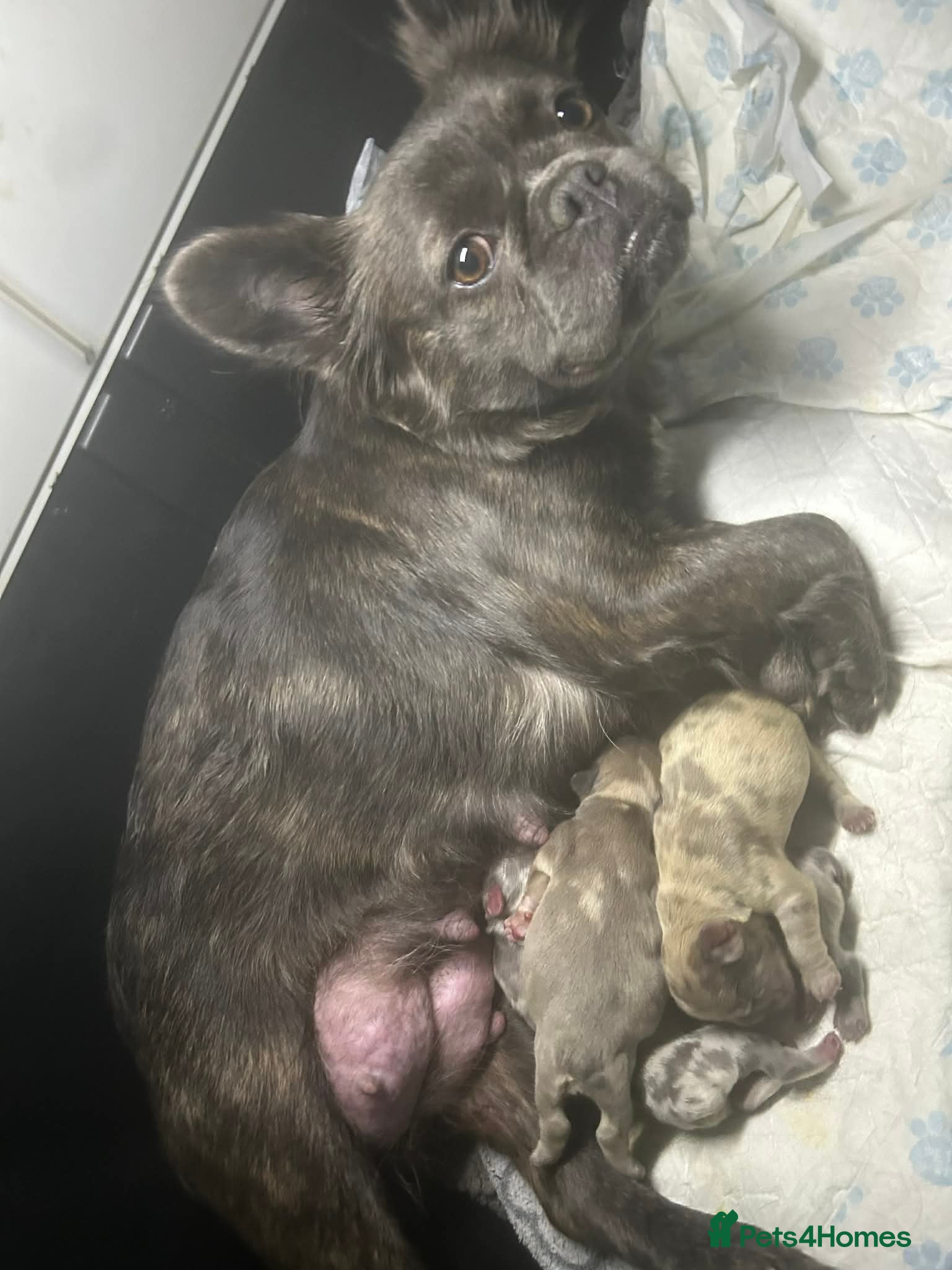 French Bulldog dogs Merle fluffy French bulldogs  - Advert 4