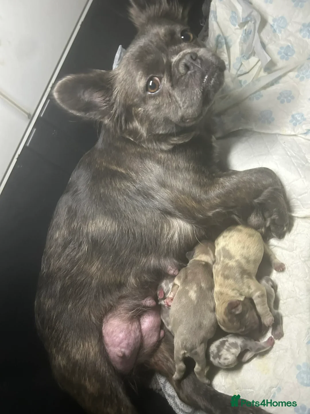 French Bulldog dogs for sale: Merle fluffy French bulldogs  - Advert 1