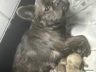 French Bulldog dogs Merle fluffy French bulldogs - Advert 4
