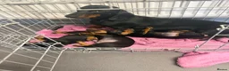 Dachshund dogs for sale: Dachshunds for sale - Advert 1