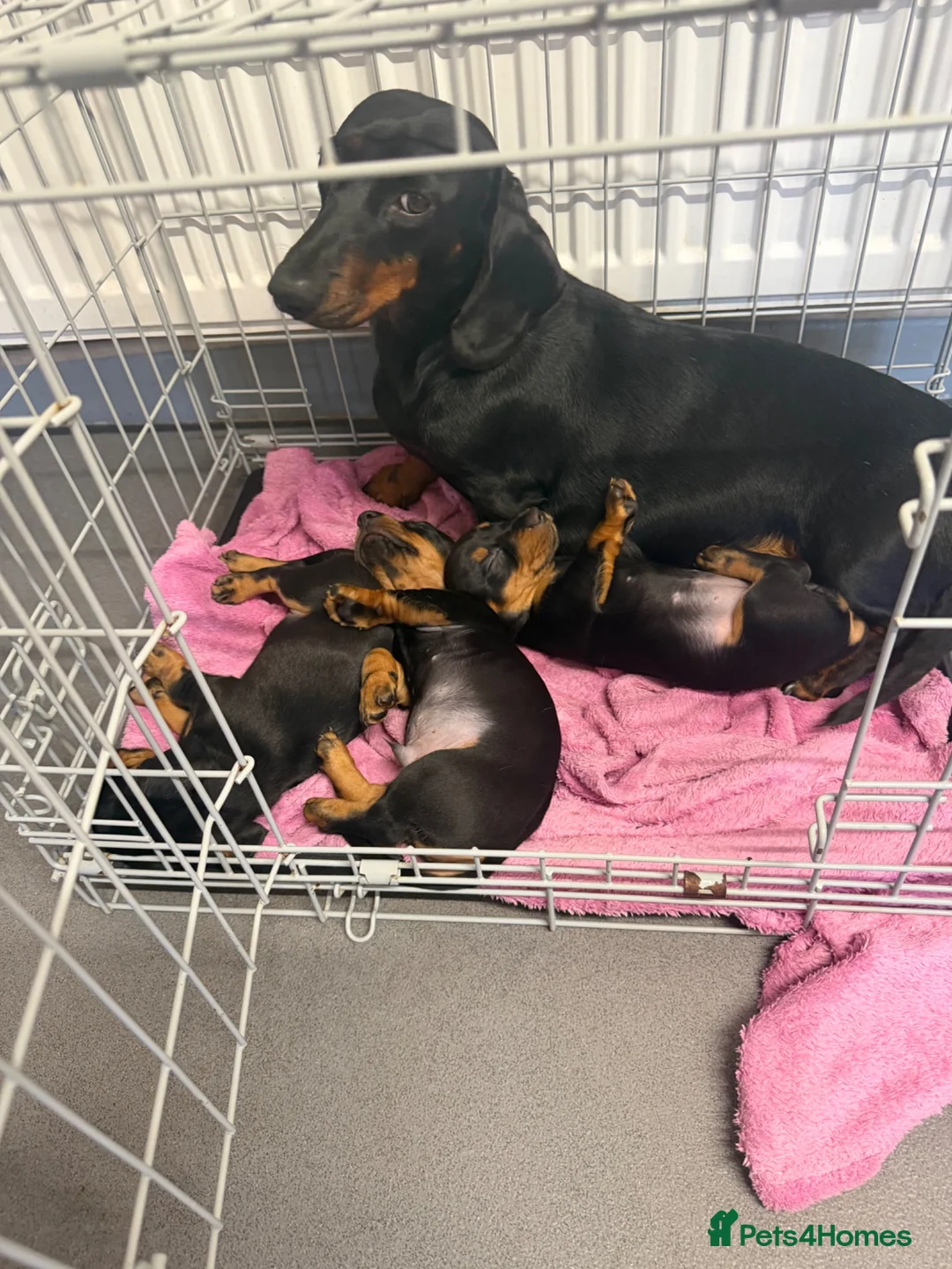 Dachshund dogs for sale: Dachshunds for sale - Advert 1