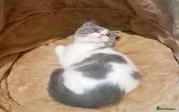 British Shorthair cats for sale: Gorgeous Blue Bicolour British Shorthair Male - Image 20