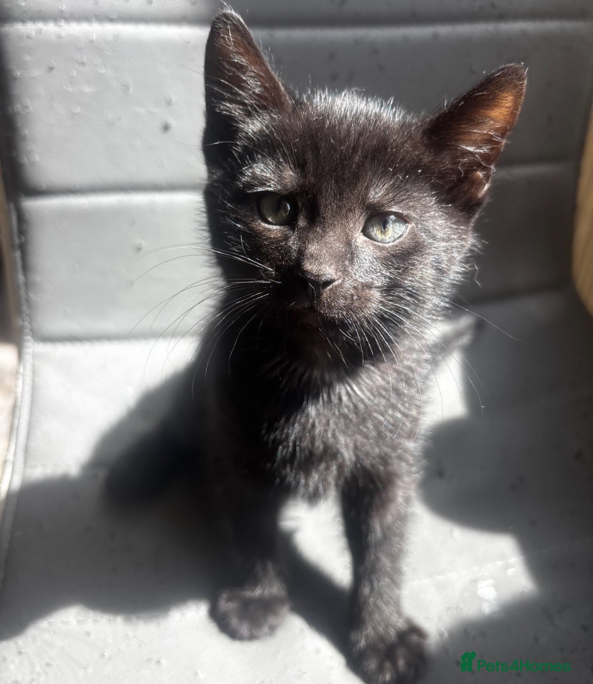 Russian Blue cats Four beautiful kittens 💛 - Advert 1