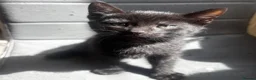 Russian Blue cats for sale: Four beautiful kittens 💛 - Advert 1