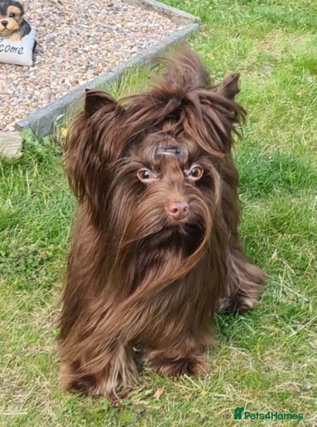 Yorkshire Terrier dogs for stud: DNA tested Tiny Biro and Choco Stud Boys   in Coventry - Advert 8