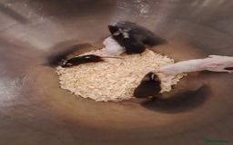 Mouse rodents for sale: Fancy pet mice for sale £8 each  - Image 3