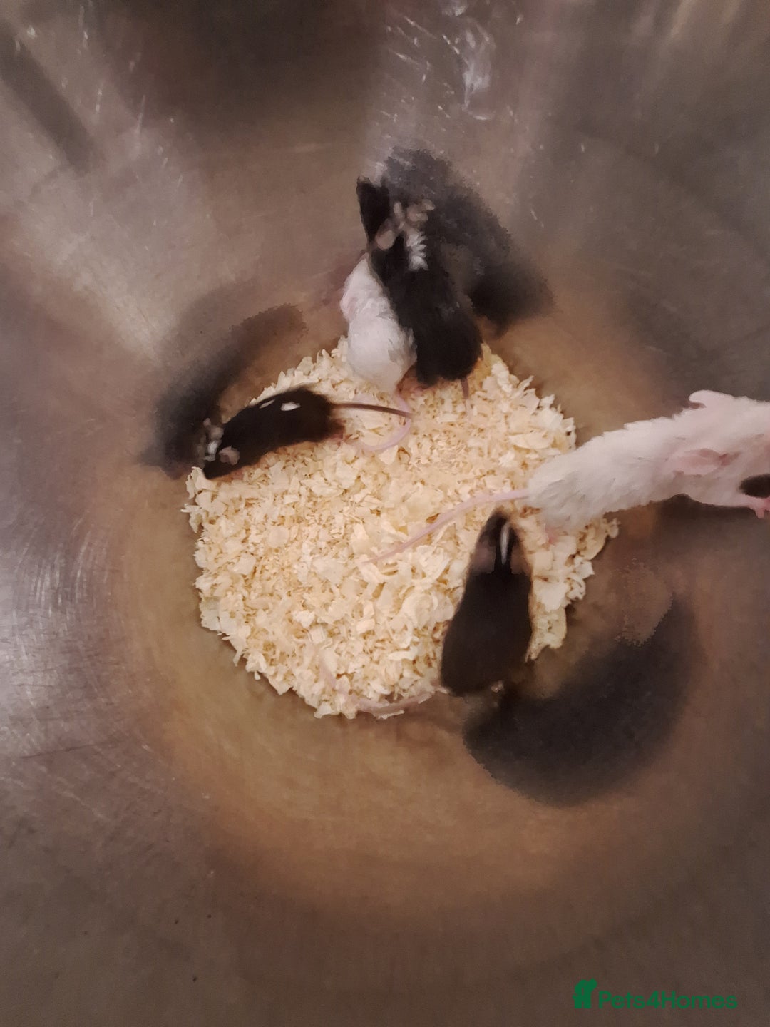 Mouse rodents for sale: Fancy pet mice for sale £8 each  - Image 3