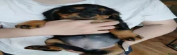 Cocker Spaniel dogs for sale: 7 cocker spaniel puppies  in Hartlepool - Advert 8