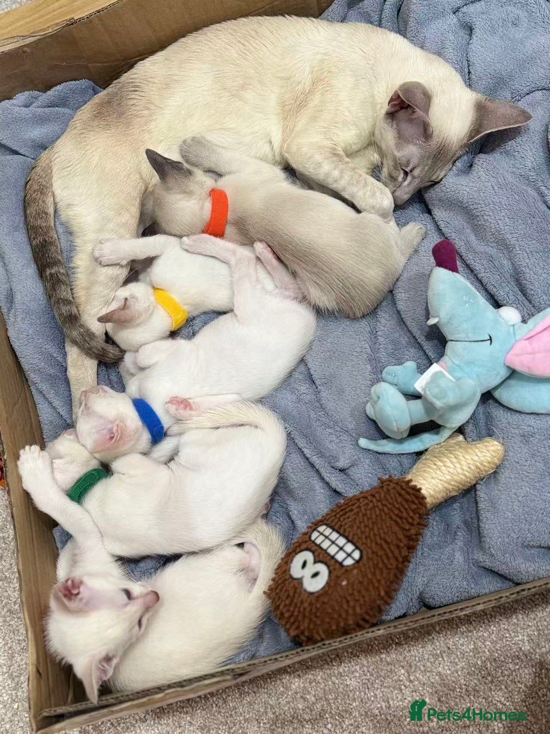 Siamese cats for sale: Beautiful Siamese Kittens – Ready February - Advert 19