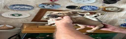 English Bull Terrier dogs for sale: English bull terrier puppies - Advert 15