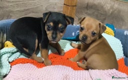 Jack Russell dogs for sale: Beautiful Jack Russell Terrier Puppies - Image 3