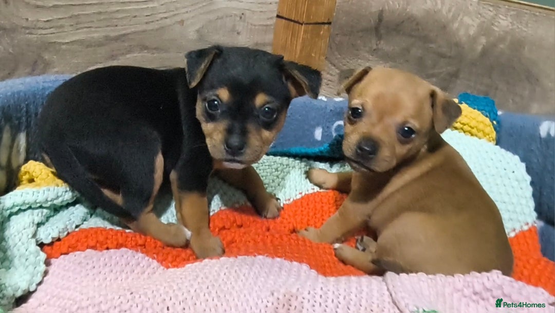 Jack Russell dogs for sale: Beautiful Jack Russell Terrier Puppies - Image 3