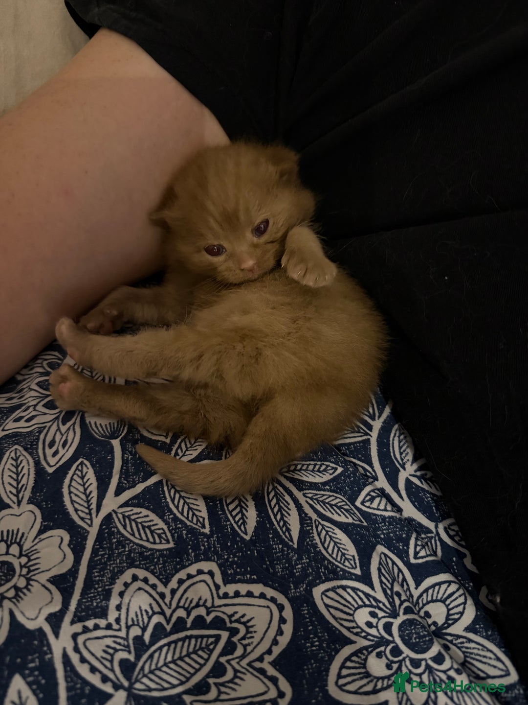 British Shorthair cats for sale: Chocolate British Shorthair Kittens - Advert 17