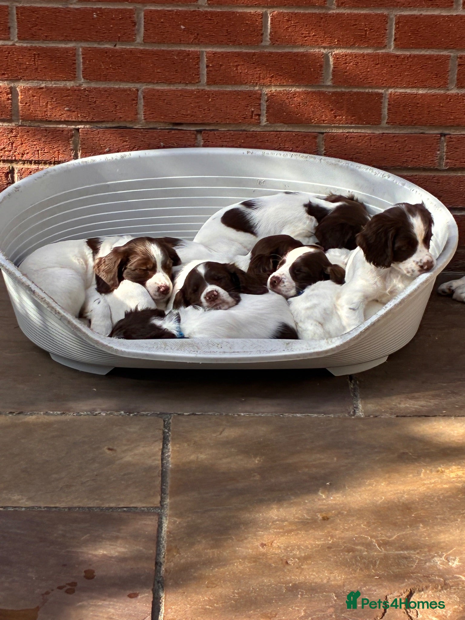 English Springer Spaniel dogs 3 DOGS 1 BITCH FTCH SIRED PUPS - Advert 3