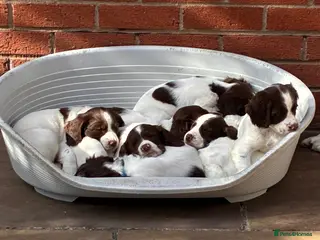 English Springer Spaniel dogs 3 DOGS 1 BITCH FTCH SIRED PUPS - Advert 3