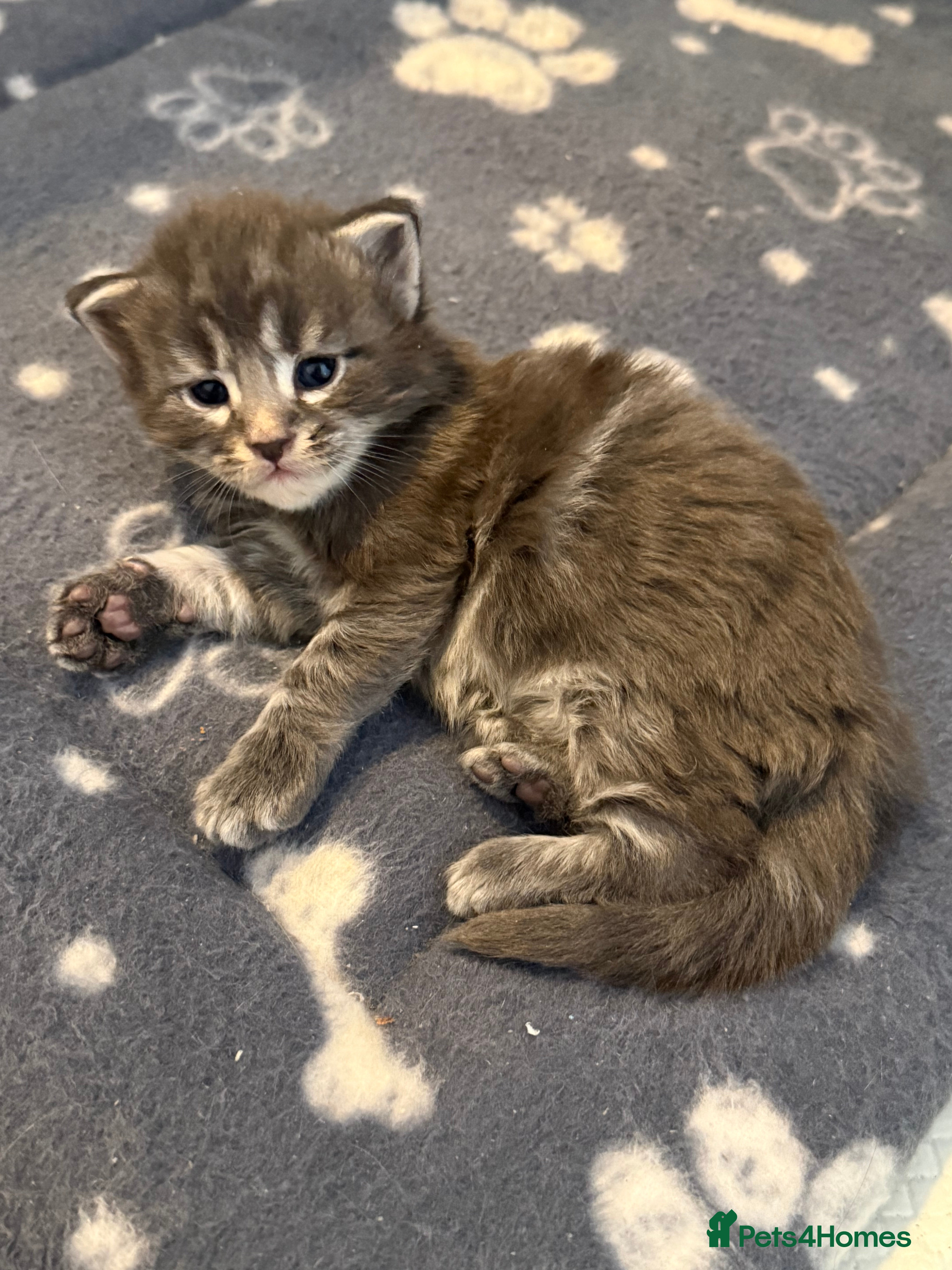 Maine Coon cats Beautiful Maine Coon kittens purebred  - Advert 18