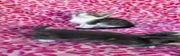 Mixed Breed cats for sale: Kittens - Advert 6