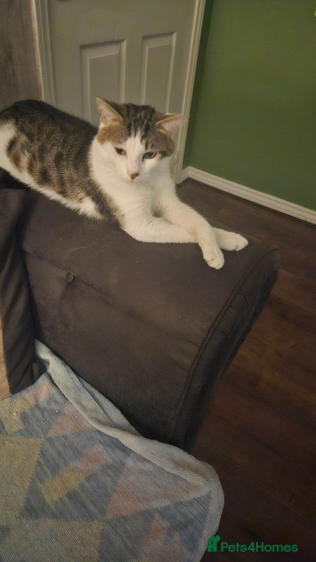 British Shorthair cats for sale: Boy cat for sale includes food/bed/toys - Advert 2