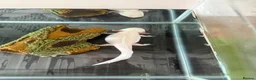 Axolotl reptiles for sale: Female axolotl  - Advert 3