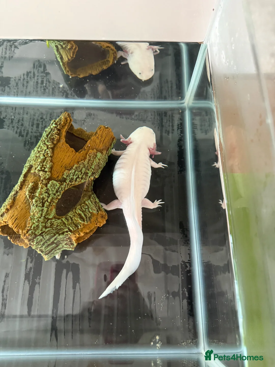 Axolotl reptiles for sale: Female axolotl  - Advert 3