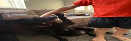 Mixed Breed dogs for adoption: Meet Becca, currently residing in Surrey in Farnborough - Advert 8