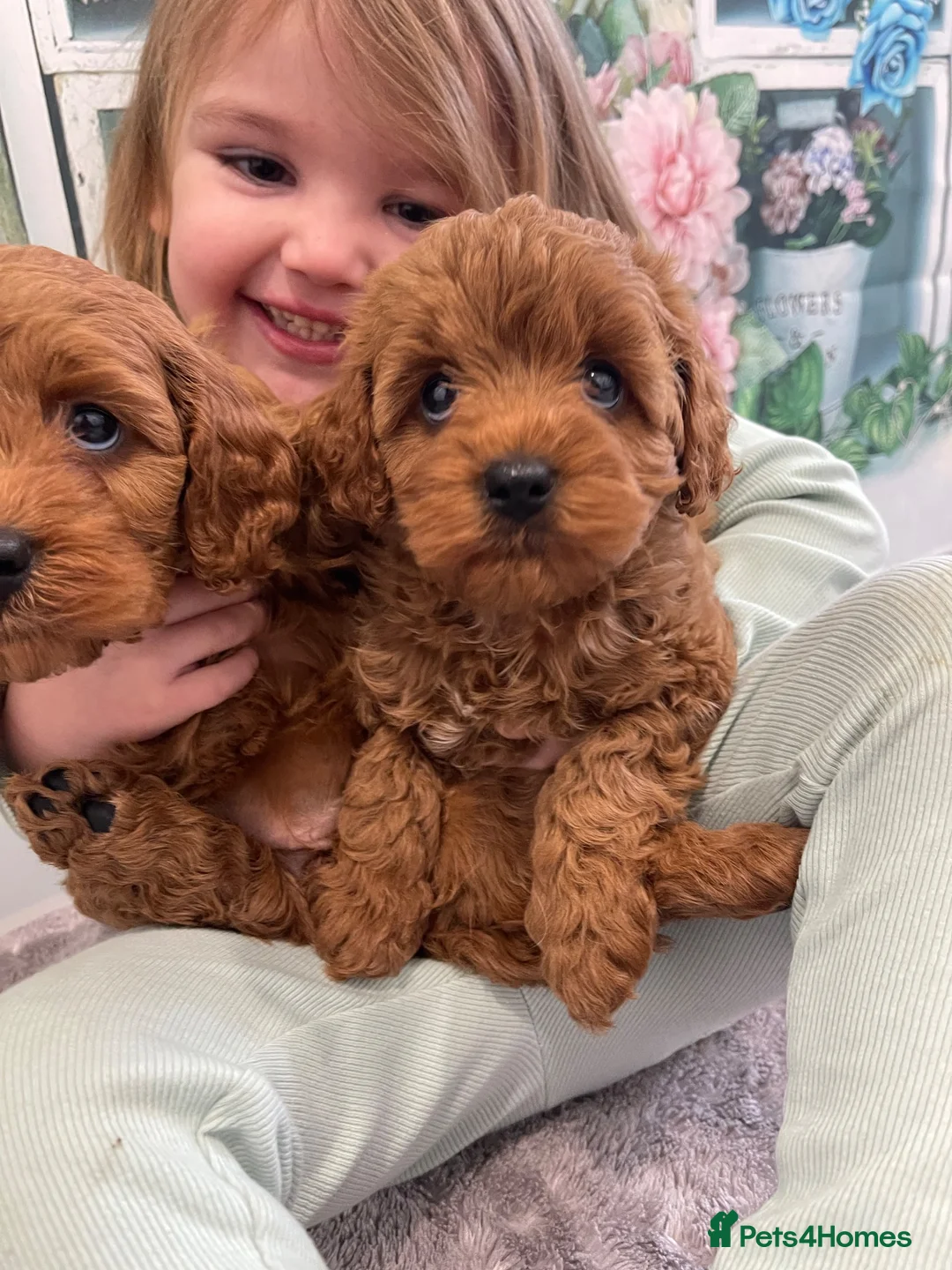Cavapoo dogs for sale: F1B.Full DNA tested & health checked clear parents - Advert 1