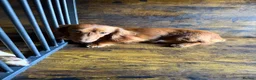 Miniature Dachshund dogs for sale: Long fur miniature dachshund  - Advert 2