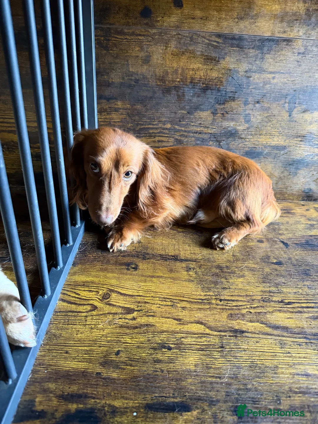 Miniature Dachshund dogs for sale: Long fur miniature dachshund  - Advert 2