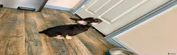 French Bulldog dogs for sale: Buster  in Cardiff - Advert 5