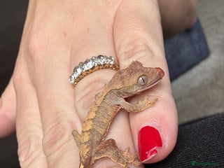 Gecko reptiles - Advert 1