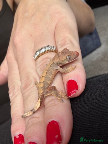 Gecko reptiles - Advert 1