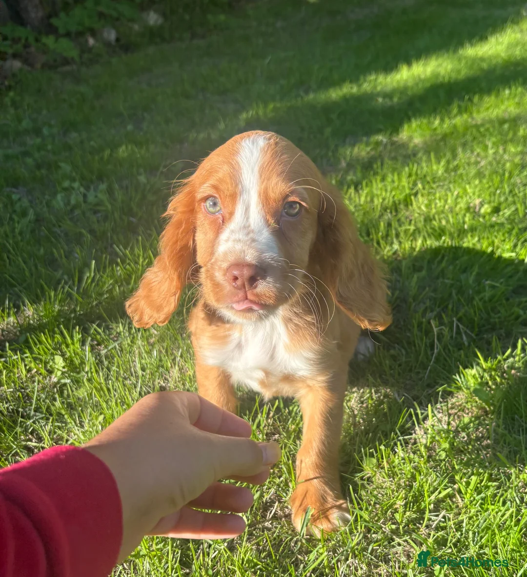 Cocker Spaniel dogs for sale: 3 cocker spaniel puppies looking for new homes  in Wisbech - Advert 2