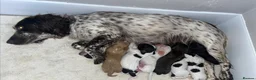 Cocker Spaniel dogs for sale: Cocker spaniel puppies  - Advert 2