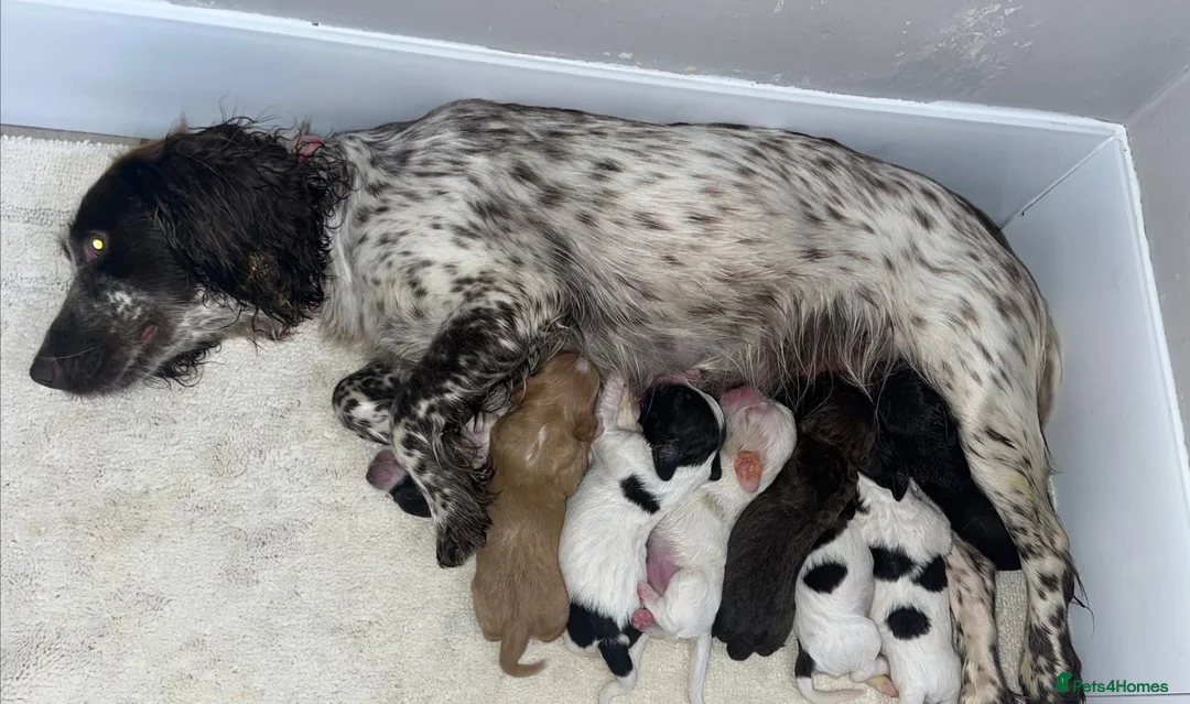 Cocker Spaniel dogs for sale: Cocker spaniel puppies  - Advert 2