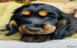 Cocker Spaniel dogs for sale: Top quality fully health tested show cocker pups - Image 24