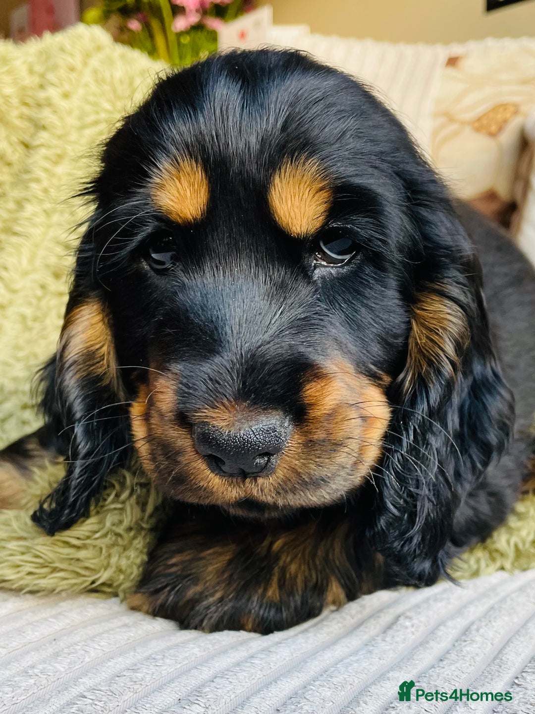 Cocker Spaniel dogs for sale: Top quality fully health tested show cocker pups - Image 24