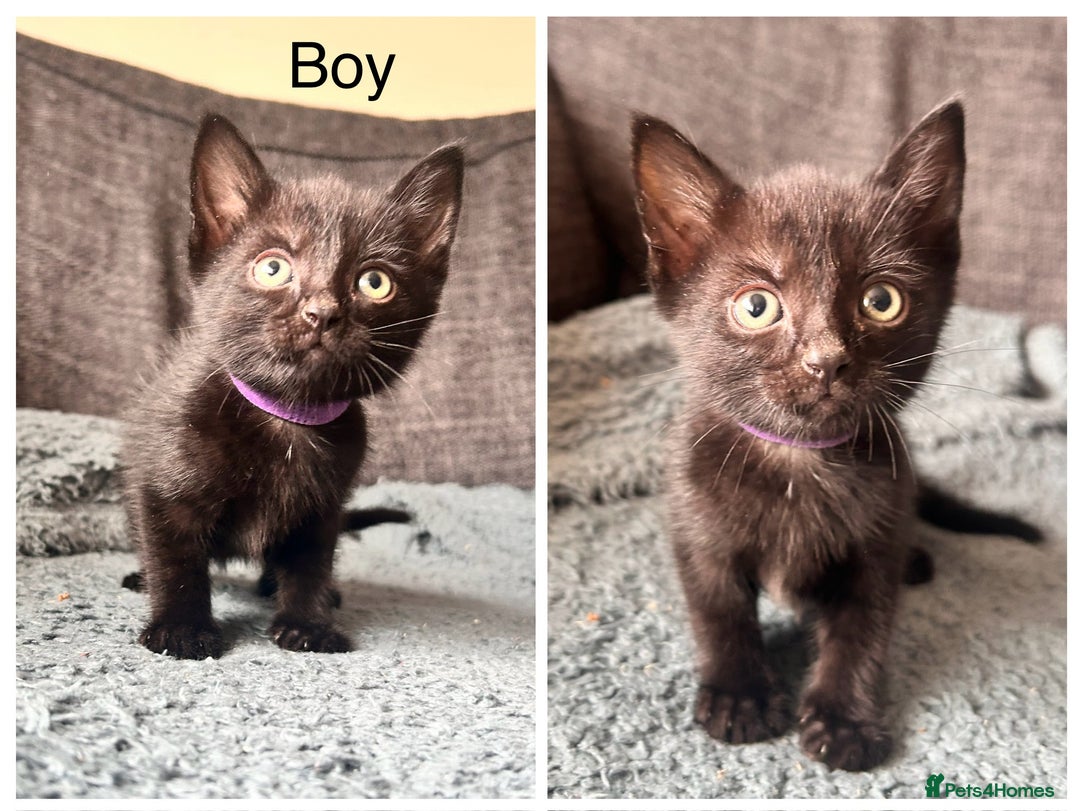 Mixed Breed cats for sale: 2 male kittens from a litter of 6  - Image 2