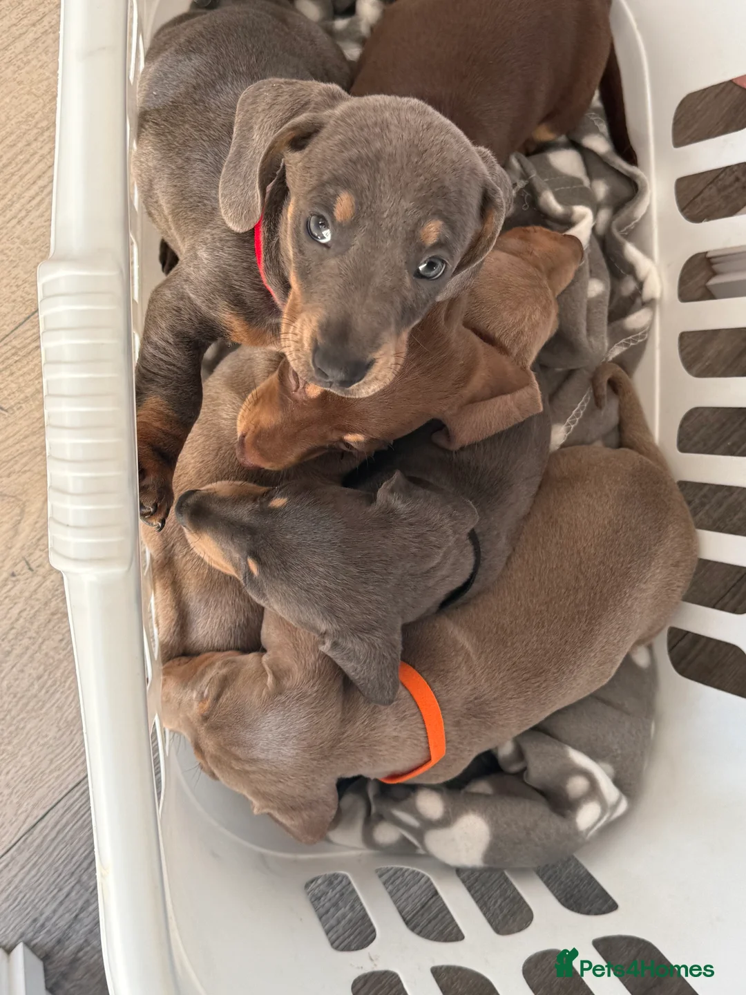 Dachshund dogs for sale: dachshund puppies - Advert 6