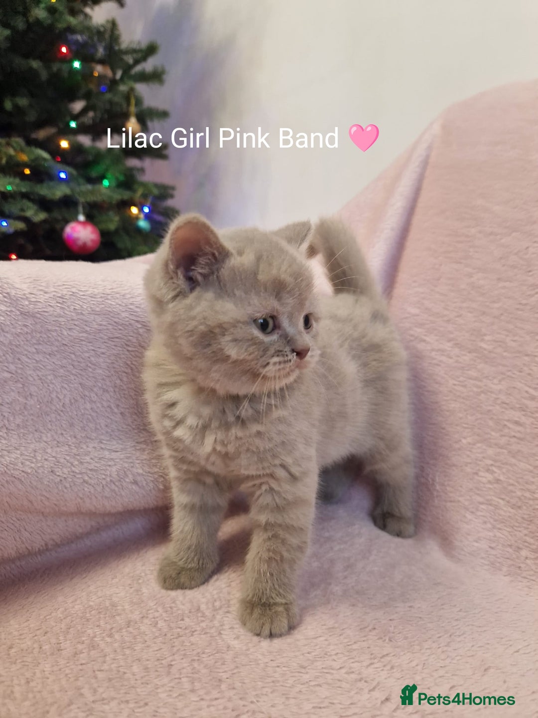 British Shorthair cats for sale: All Reserved Now. - Advert 18