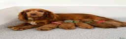 Cockapoo dogs for sale: 🐶✨Exceptional F1 Miniature Cockapoo ✨🐶 - Advert 1