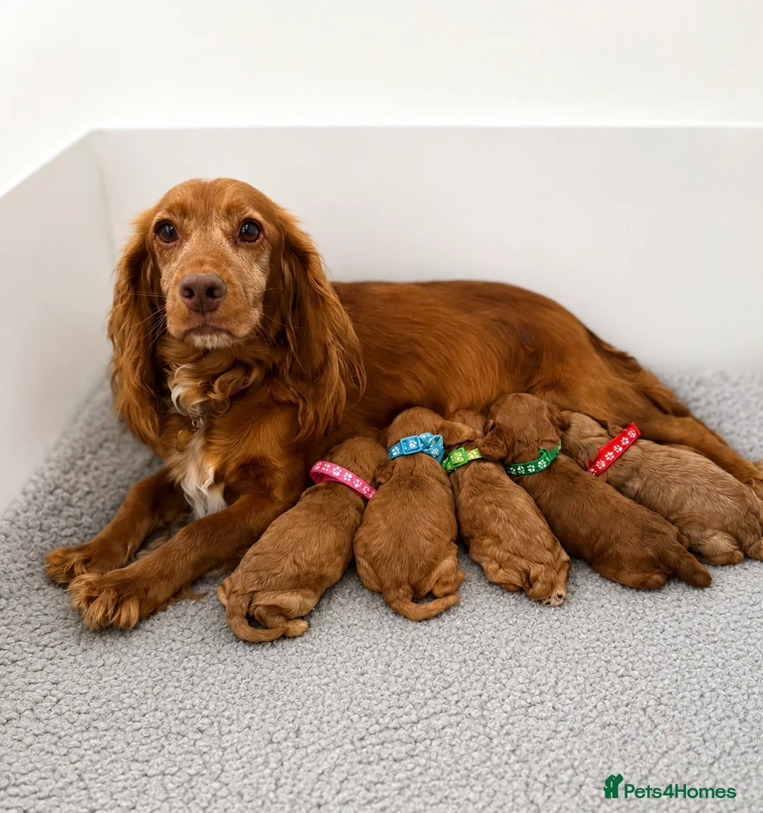 Cockapoo dogs for sale: 🐶✨Exceptional F1 Miniature Cockapoo ✨🐶 - Advert 1